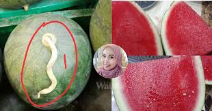 Ilustrasi tembikai buah segar vektor percuma dan png. Uncle Cina Ajar Ini Caranya Pilih Buah Tembikai Manis Merah Cantik Mingguan Wanita