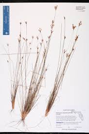 Image result for Bulbostylis hispidula