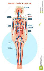 Pictures Of The Circulatory System Diagram Circulatory System Human Circulatory System Circulatory System Diseases