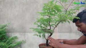 Here are a few tips to show you how to take care of a bonsai tree with ease. Tamarind Bonsai Trees Updated 2020 A Complete Guide 2tbonsai Com