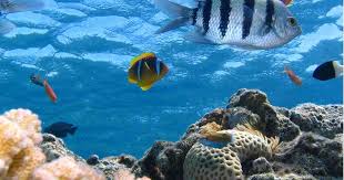 las cuentas pendientes con los oceanos de colombia y el mundo ...