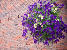 It's an attempt to kickstart a national 'bee action pla… Best Hanging Baskets Woman S Weekly
