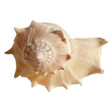 Ocean Treasures 114 Png Ocean Treasures Sea Shells Png