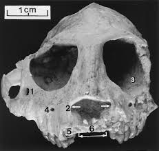 Function Of The Mammalian Postorbital Bar