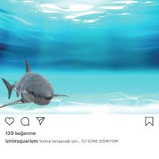 Funtastic Aquarium Izmir Acasă Facebook
