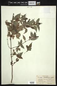 Image result for Pouzolzia guineensis