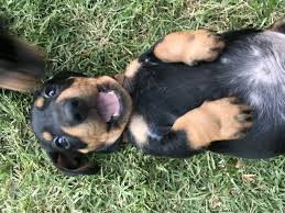 My miniature dachshunds have a very large area where they romp and play to their heart's content and they also get to run the woods when i can supervise. Dachshund Petsforhomes