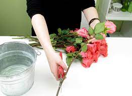 Fertilize with granular rose food after pruning, give your established rose bushes 1/4 cup of dry granular fertilizer, then water in well. How To Care For Roses Like A Pro Blooms By The Box