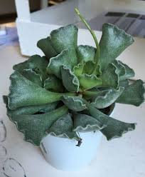 Most are succulents, which store water. 50 Popular Types Of Succulents With Pictures Keeping Succulents