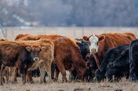 Extension aims to reach 500 cattle producers