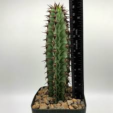 Image result for Crassula rhodesica