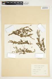 Image result for Zornia setosa