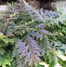 Image result for Selaginella molliceps