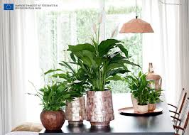 Kırmızı sarmaşık (hemigraphis alternata), i̇ngiliz sarmaşık kaynak olarak bağlantı vermeniz gerekiyor, lütfen buna özen gösterin. Yatak Odaniz Icin 9 Mukemmel Bitki Homify