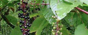 When pollinated, the female blooms give way to ornamental, glossy, bright red berries that ripen in fall and often persist until spring. Pokeweed Missouri Department Of Conservation