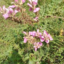 Image result for Acanthus polystachyus