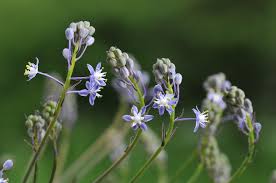 Image result for Xerophyta suaveolens