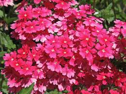 Fortunately, regular trimming also gives you plenty of citrusy leaves for use in beverages and dishes. Garden Verbena Advice On Caring For It