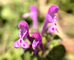 葉が仏の蓮華座の様だからホトケノザ。春の七草の「仏の座」とは別種のその花は、鮮烈な紫を身に纏います。 | ぼちぼち歩く