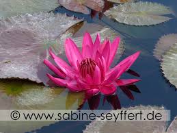 Bildergebnis fuer blumen vorlage zum ausschneiden. Basteln Mit Kindern Blog Sabine Seyffert Page 12