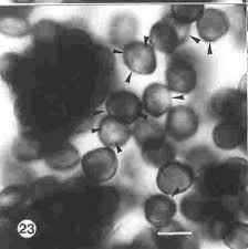 Image result for Euclasta condylotricha