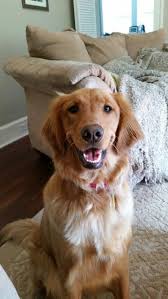 Our hope is to raise puppies who will go on to do things with sports/competitions, therapy/service work, & cherished companions. Jersey Beautiful Dog Breeds Most Beautiful Dog Breeds Golden Retriever Pictures