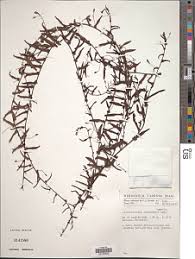 Image result for Convolvulus aschersonii