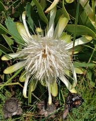 Image result for Vangueriopsis lanciflora