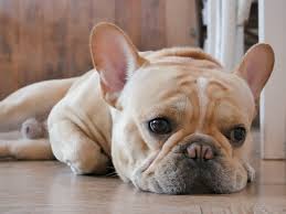 Rubin cautions owners against thinking that their pets are fine just because thei. Signs That Your Dog Has Heartworms Heartland Animal Hospital