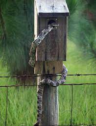 Housing Bluebirdnut