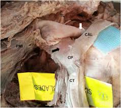 Tendon transfers around the shoulder подробнее. Anatomical Study Of The Coracoid Process In Mongolian Male Cadavers Using The Latarjet Procedure Journal Of Orthopaedic Surgery And Research Full Text