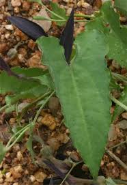 Image result for Aristolochia albida