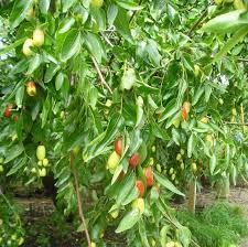 Gurney's specializes in vegetable and garden seeds, nursery plants, fruit trees. Tigertooth Jujube Tree Just Fruits And Exotics