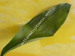 Image result for Kořenokvětka Aspidistra