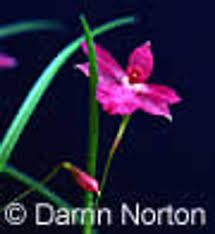 Image result for Bonatea pulchella