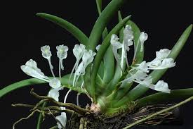 Image result for Rhipidoglossum burttii