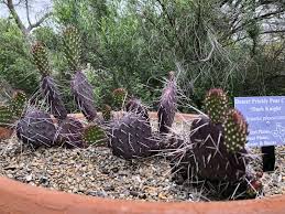 There are 1,834 male residents living in cactus and 1,411 female residents. The Texas Native Plant Lab Comes Alive This Spring At The Dallas Arboretum Dallas Arboretum And Botanical Garden Blog