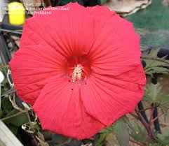Hardy hibiscus comes in two forms: Plantfiles Pictures Hardy Hibiscus Rose Mallow Swamp Mallow Fireball Hibiscus By Cskate