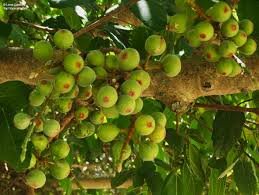 Image result for Ficus sur