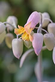 Image result for Kalanchoe latisepala