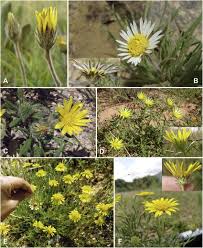 Image result for Hirpicium