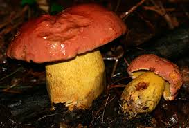 Image result for Boletus speciosus