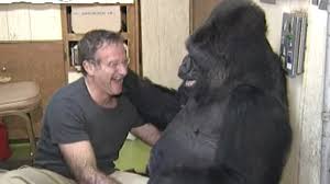 Koko gets a kitty visit. Koko Gorilla Who Knew Sign Language Dies In Santa Cruz Mountains Abc11 Raleigh Durham