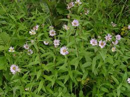 Image result for Ophrestia radicosa