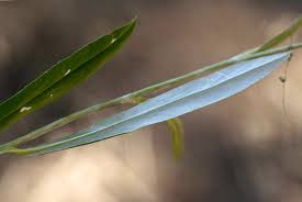 Image result for Macledium sessiliflorum