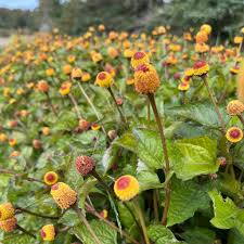 Image result for Spilanthes