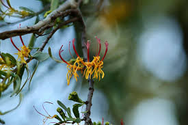 Image result for Plicosepalus