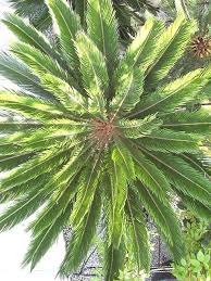 Maybe you would like to learn more about one of these? Cycas Revoluta Architectural Plants