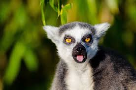 Select from premium lemuren madagaskar of the highest quality. Entzuckende Lemuren Von Madagaskar Kostenloses Stock Bild Public Domain Pictures