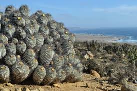 Jueves, 30 de junio de 2011. Cactus Nativos Del Desierto De Atacama Amenazados Por Su Comercializacion En Redes Sociales Ladera Sur